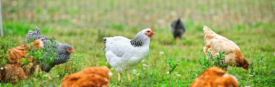 Kip kopen op de boerderij: rechtstreeks van lokale boeren